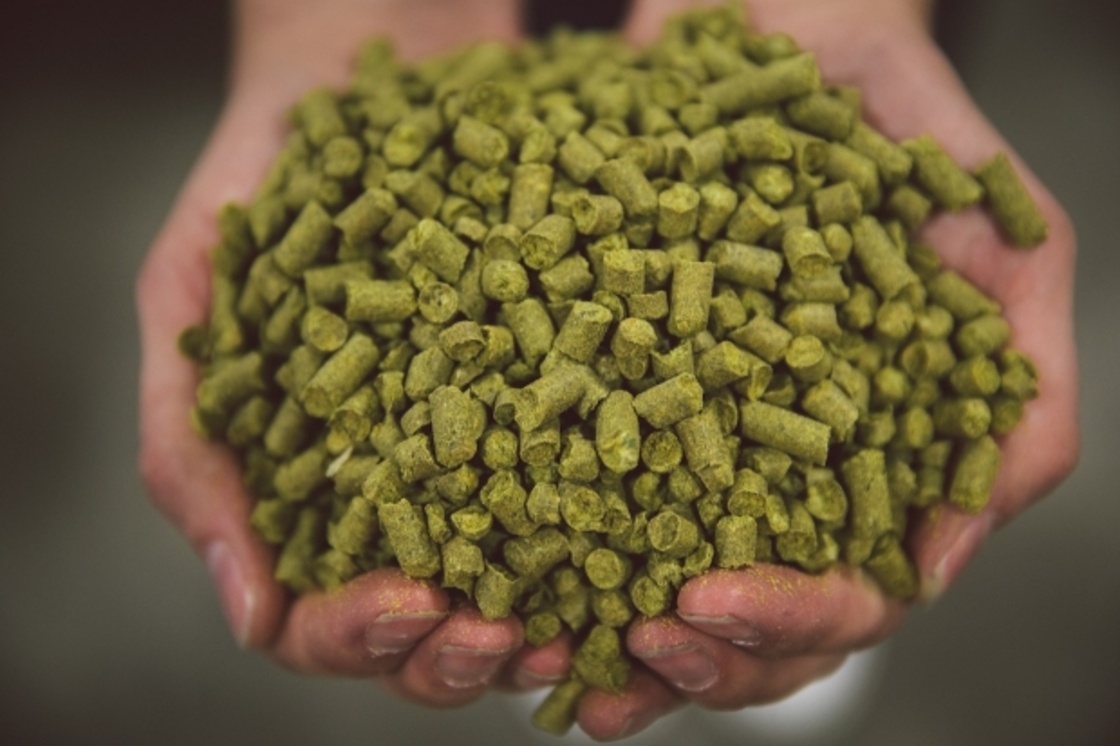 5 Best Hops for Brewing Lagers in 2025
